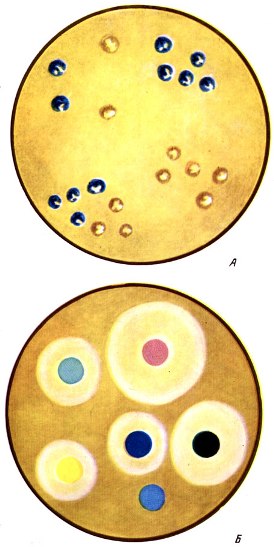 Таблица I. Колонии бактерий, положительно реагируют на цитохромоксидазу (окрашены в сине - голубой цвет) (А); Б - определение чувствительности бактерий к антибиотикам методом бумажных дисков на агаре