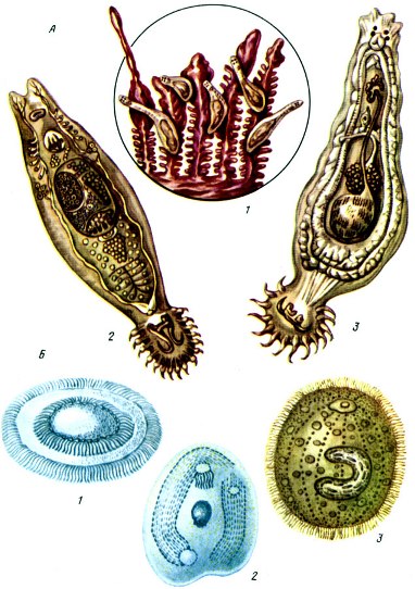 Таблица V. Гиродактилез и дактилогироз рыб (А): 1 - паразиты на жабрах; 2 - гидродактилюс; 3 - дактилогирус; Б - возбудители протозоиных болезней рыб: 1 - триходина; 2 - хилодонелла; 3 - ихтиофтириус