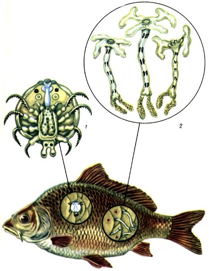 Таблица VII. Возбудители крустацеозов рыб: 1 - аргулюс: 2 - лернеа; 3 - пораженная рыба