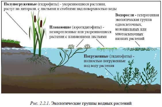 Рис. 2.2.1. Экологические группы водных растений