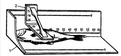 Рис. 2. Приспособление для измерения рыб: 1 - бонитировочная доска для измерения рыб; 2 - мерный треугольник
