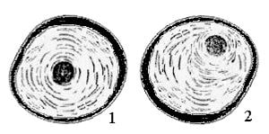 Рис. 8. Икринки карпа с различным расположением ядра: 1 - ядро в центре ооцита; 2 - ядро смещено к анимальному полюсу