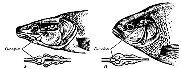 Рис. 9 Расположение гипофиза у различных рыб: а - судака; б - леща