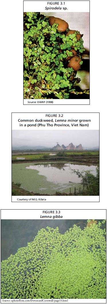 Common duckweed, Lemna minor grown in a pond (Phu Tho Province, Viet Nam) Courtesy of M.G. Kibria
