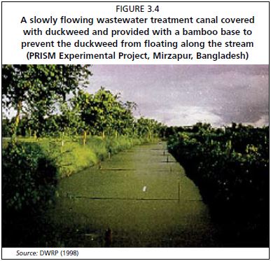 A slowly flowing wastewater treatment canal covered with duckweed and provided with a bamboo base to prevent the duckweed from floating along the stream (PRISM Experimental Project, Mirzapur, Bangladesh)