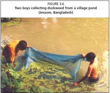 Two boys collecting duckweed from a village pond (Jessore, Bangladesh)
