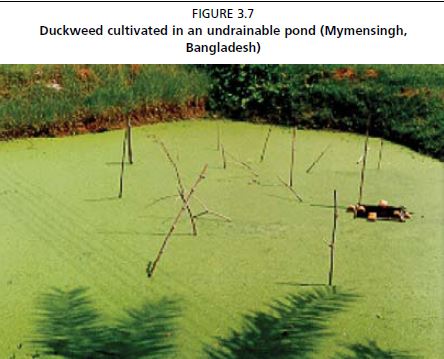 Duckweed cultivated in an undrainable pond (Mymensingh, Bangladesh)