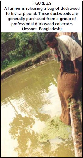 A farmer is releasing a bag of duckweed to his carp pond. These duckweeds are generally purchased from a group of professional duckweed collectors (Jessore, Bangladesh)