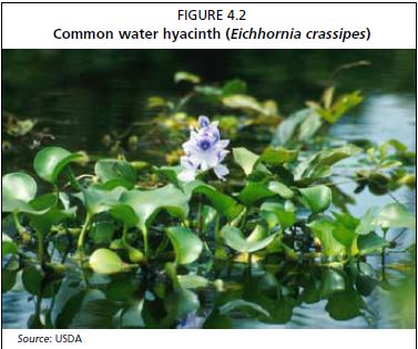 Common water hyacinth (Eichhornia crassipes) Source: USDA
