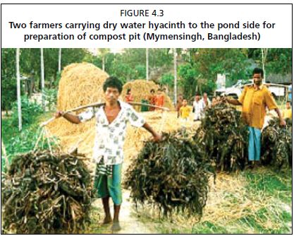 Two farmers carrying dry water hyacinth to the pond side for preparation of compost pit (Mymensingh, Bangladesh)