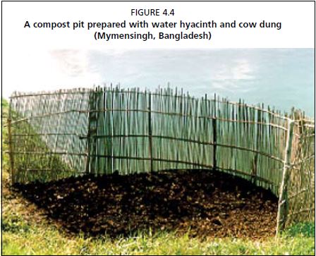A compost pit prepared with water hyacinth and cow dung (Mymensingh, Bangladesh)