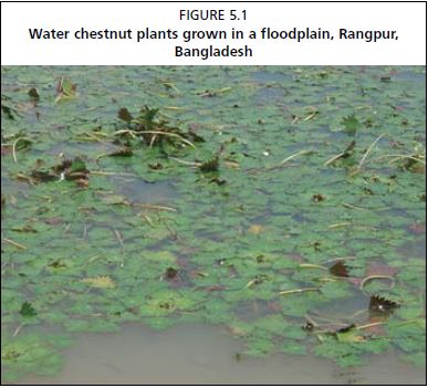 Water chestnut plants grown in a floodplain, Rangpur, Bangladesh