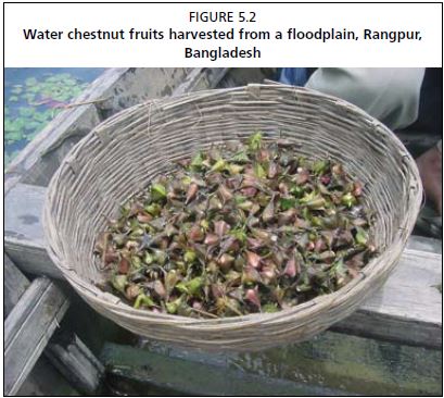 Water chestnut fruits harvested from a floodplain, Rangpur, Bangladesh