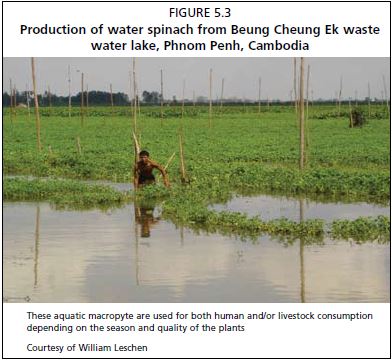 Production of water spinach from Beung Cheung Ek waste water lake, Phnom Penh, Cambodia