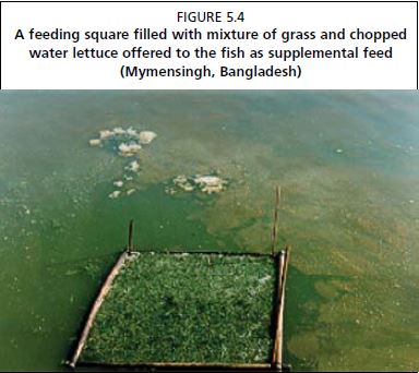 A feeding square filled with mixture of grass and chopped water lettuce offered to the fish as supplemental feed (Mymensingh, Bangladesh)