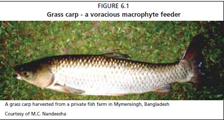 Grass carp - a voracious macrophyte feeder