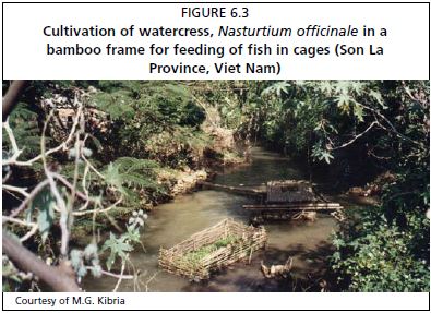 Cultivation of watercress, Nasturtium officinale in a bamboo frame for feeding of fish in cages (Son La Province, Viet Nam)