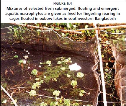 Mixtures of selected fresh submerged, floating and emergent aquatic macrophytes are given as feed for fingerling rearing in cages floated in oxbow lakes in southwestern Bangladesh