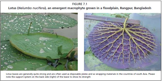 Lotus (Nelumbo nucifera), an emergent macrophyte grown in a floodplain, Rangpur, Bangladesh