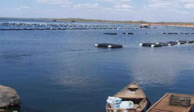 Tilapia cultivation centers in the Aquaculture Parks in the Castanhão Dam.