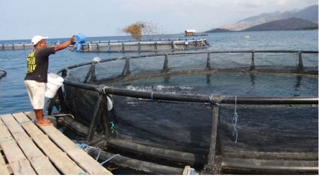 Fish farm in Pegametan Bay using several circular cages.