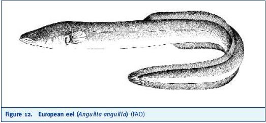 European eel (Anguilla anguilla) (FAO)