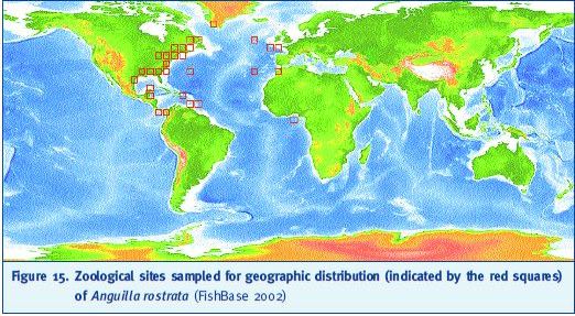 Zoological sites sampled for geographic distribution (indicated by the red squares) of Anguilla rostrata (FishBase 2002)