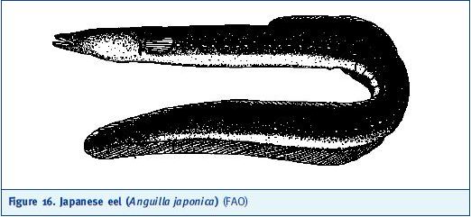 Japanese eel (Anguilla japonica) (FAO)