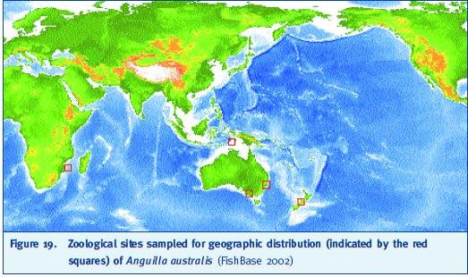 Zoological sites sampled for geographic distribution (indicated by the red squares) of Anguilla australis (FishBase 2002)