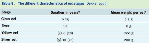 The different characteristics of eel stages (Dekker 1999)