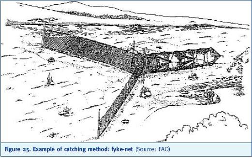 Example of catching method: fyke-net (Source: FAO)