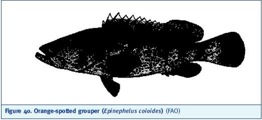 Orange-spotted grouper (Epinephelus coioides) (FAO)