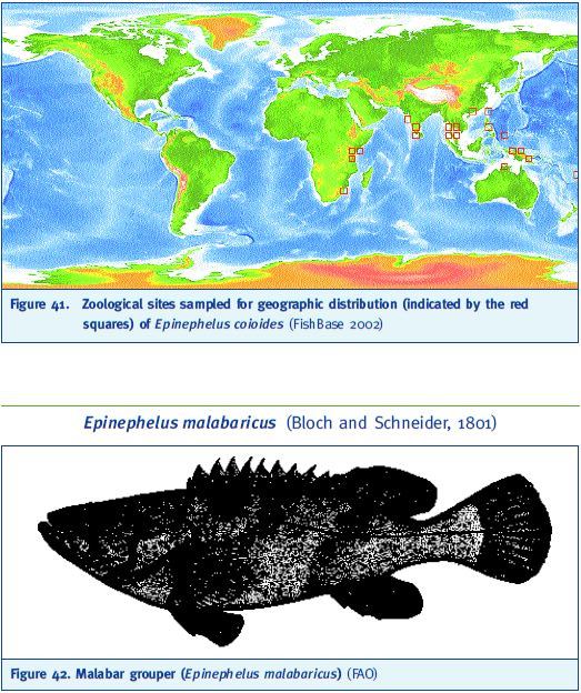 Zoological sites sampled for geographic distribution (indicated by the red squares) of Epinephelus coioides (FishBase 2002)