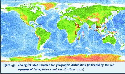 Zoological sites sampled for geographic distribution (indicated by the red squares) of Epinephelus areolatus (FishBase 2002)