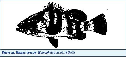 Nassau grouper (Epinephelus striatus) (FAO)