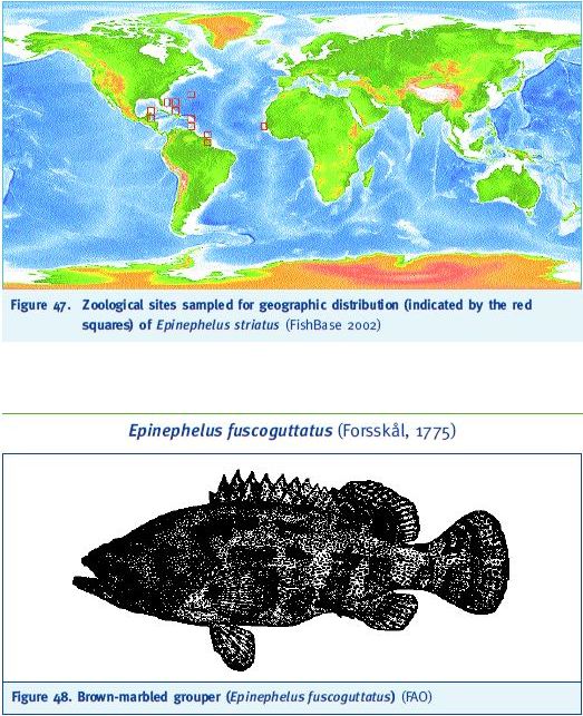 Zoological sites sampled for geographic distribution (indicated by the red squares) of Epinephelus striatus (FishBase 2002) Epinephelus fuscoguttatus (Forsskal, 1775)