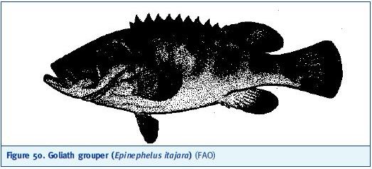 Goliath grouper (Epinephelus itajara) (FAO)