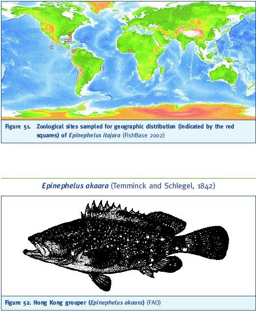 Zoological sites sampled for geographic distribution (indicated by the red squares) of Epinephelus itajara (FishBase 2002) Epinephelus akaara (Temminck and Schlegel, 1842)