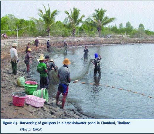 Harvesting of groupers in a brackishwater pond in Chonburi, Thailand (Photo: NACA)