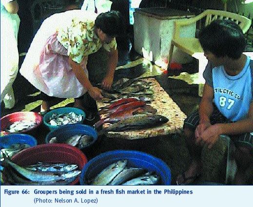 Groupers being sold in a fresh fish market in the Philippines