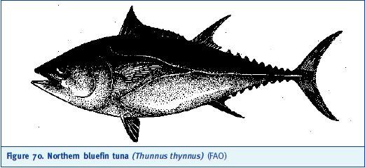 Northern bluefin tuna (Thunnus thynnus) (FAO)
