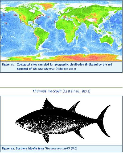Zoological sites sampled for geographic distribution (indicated by the red squares) of Thunnus thynnus (FishBase 2002) Thunnus maccoyii (Castelnau, 1872)