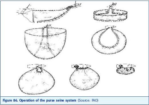 Operation of the purse seine system (Source: FAO)