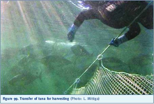 Transfer of tuna for harvesting (Photo: L. Mittiga)