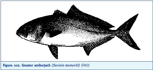 Greater amberjack (Seriola dumerili) (FAO)