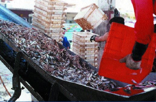 Trash fish used to feed capture-based farmed species in Asia (Source: NACA)