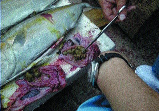 Dissection, showing pellets used for feeding capture-based farmed yellowtails (Photo: M. Nakada)