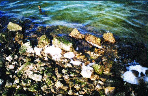 An example of poor water quality due to human impact (Photo: C. Silvestri)
