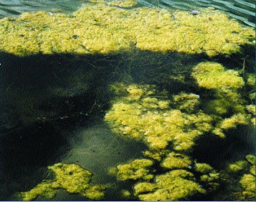 High nutrient concentration causes algal blooms in coastal areas (Photo: C. Silvestri)