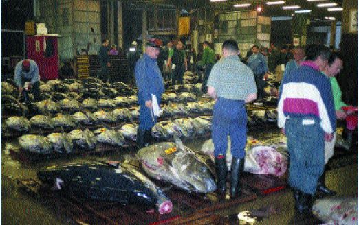 Tuna being sold in the Tsukiji (Tokyo) fish market (Photo: P. Miyake)